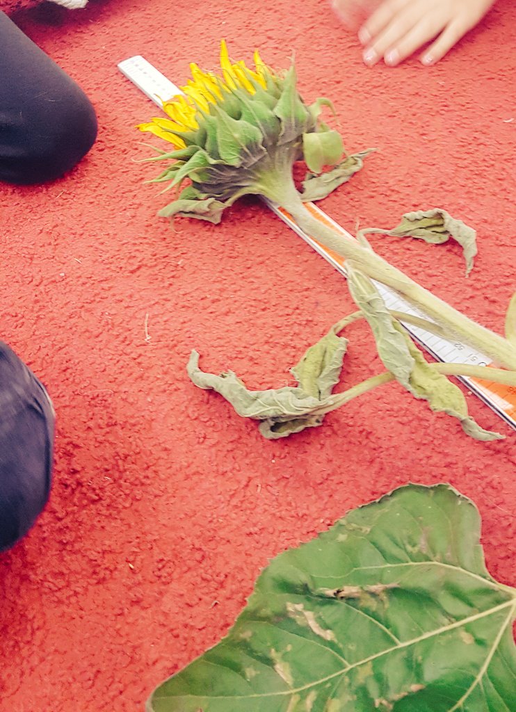 Soaringingrade3's tweet photo. Today we measured a giant mammoth sunflower from Mrs. C's garden. First we estimated how tall we thought it was. Then we used meter sticks to find its exact measurement; it is 257 1/2 cm tall! #cbemath #hawkwood3s #measurement https://t.co/5EF69ow9HO