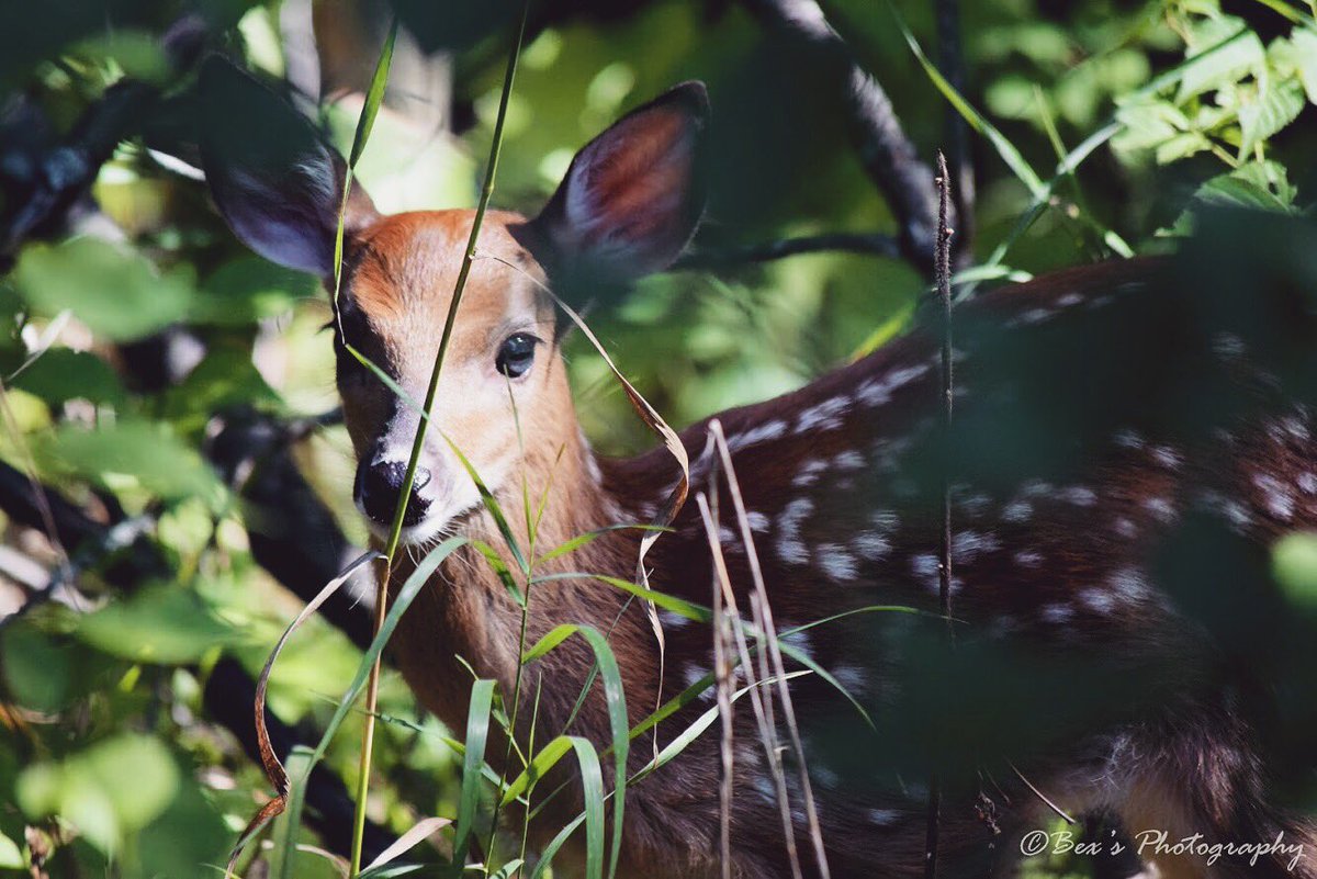 Photo_forte's tweet photo. This little one was not a part of the zoo exhibits, just a very cute visitor! I felt lucky to have noticed him in time to snap a few shots. #fawn #cute #baby #deer #binderparkzoo #babydeer #adorable #wildlifeohotography https://t.co/nbGZBsijEf