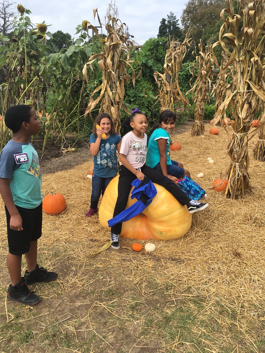 KiseCrew's tweet photo. @longwoodgardens We had a wonderful time! Thank you! #naturalengineering #cddolphins 700 lb. pumpkin 🎃 https://t.co/FSO6oSJQW6