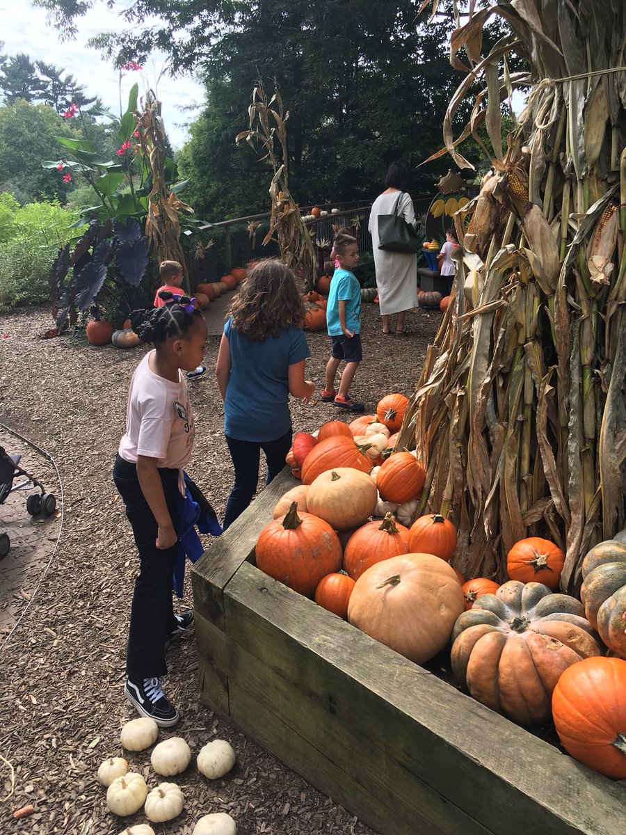 KiseCrew's tweet photo. @longwoodgardens We had a wonderful time! Thank you! #naturalengineering #cddolphins 700 lb. pumpkin 🎃 https://t.co/FSO6oSJQW6