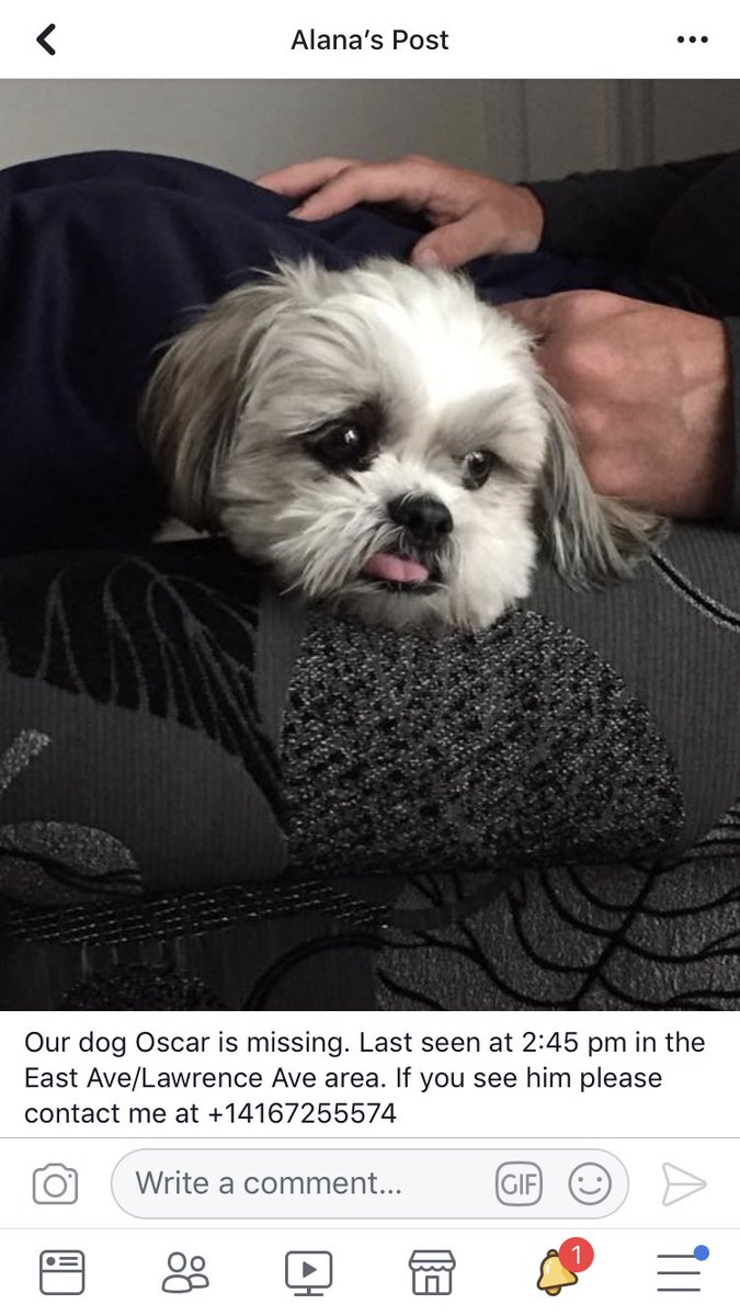 DogToronto's tweet photo. @PetfindToronto Can you please create a file for Oscar and share please. This is all mom has sent me! https://t.co/jUbLr09G5R