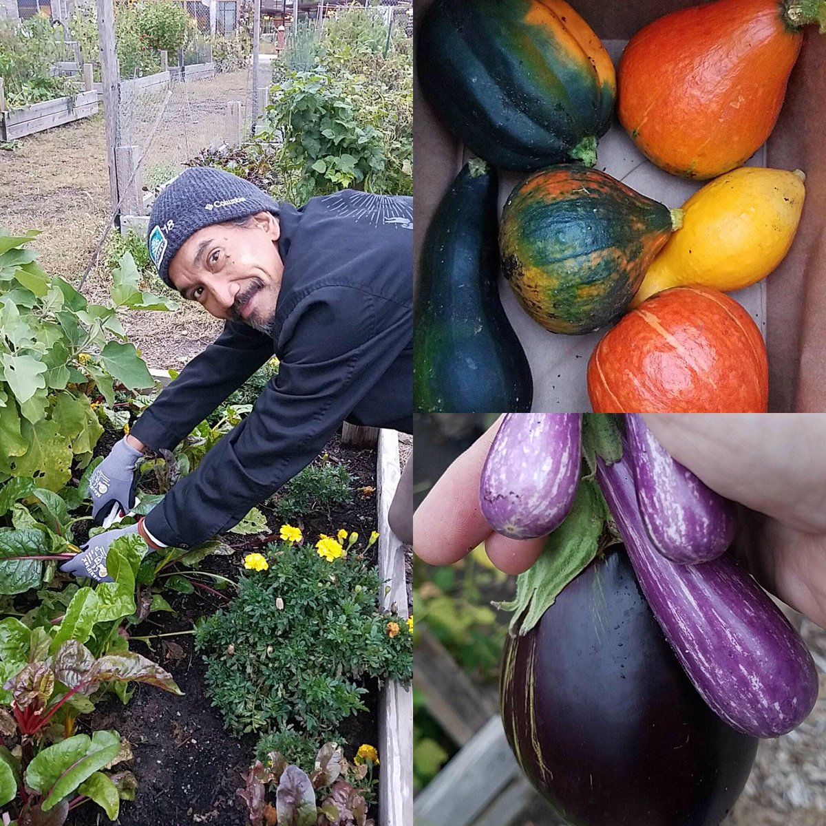 SurlyGivesADamn's tweet photo. It’s still growing! 15.4 lbs harvested for @SheridanStory tonight. Finished right as the giant raindrops started. #SGADMN https://t.co/YRdeQYo4kP