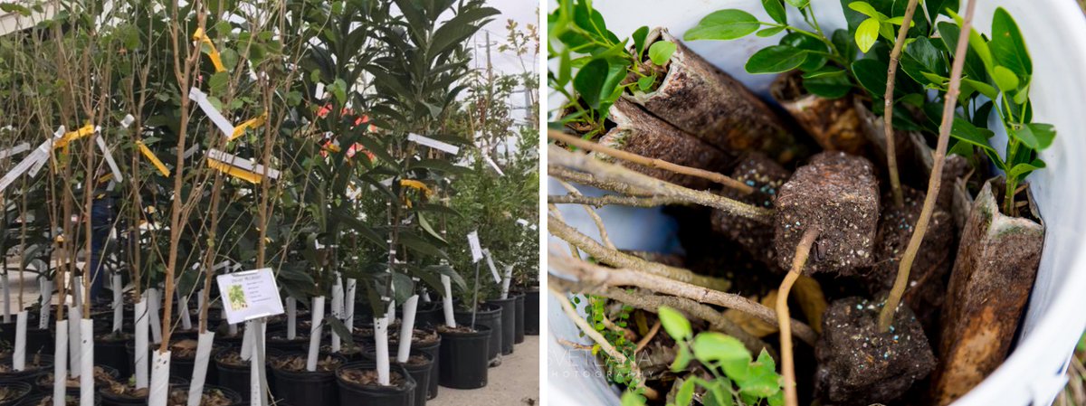 Tree Folks gives away 4,600 5-gallon trees in Austin. Go claim your free native tree. treefolks.org/free-trees