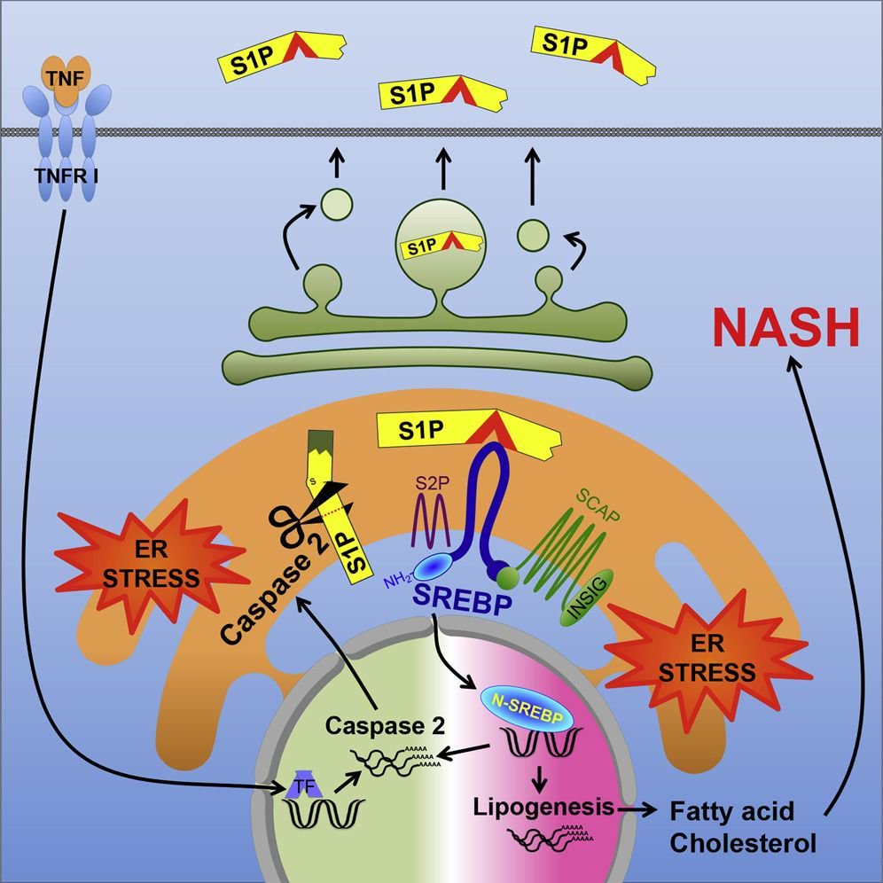 mmw_lmw's tweet photo. #The_Obesity_Epidemic | Dissecting the progression of fatty liver disease | #ER_Stress drives Lipogenesis and Steatohepatitis via Caspase2 and S1P activation | Michael Karin @UCSDHealth @CellCellPress https://t.co/iRZXaUpxGs | #Sept_ReCap https://t.co/QxyGQx9NjJ