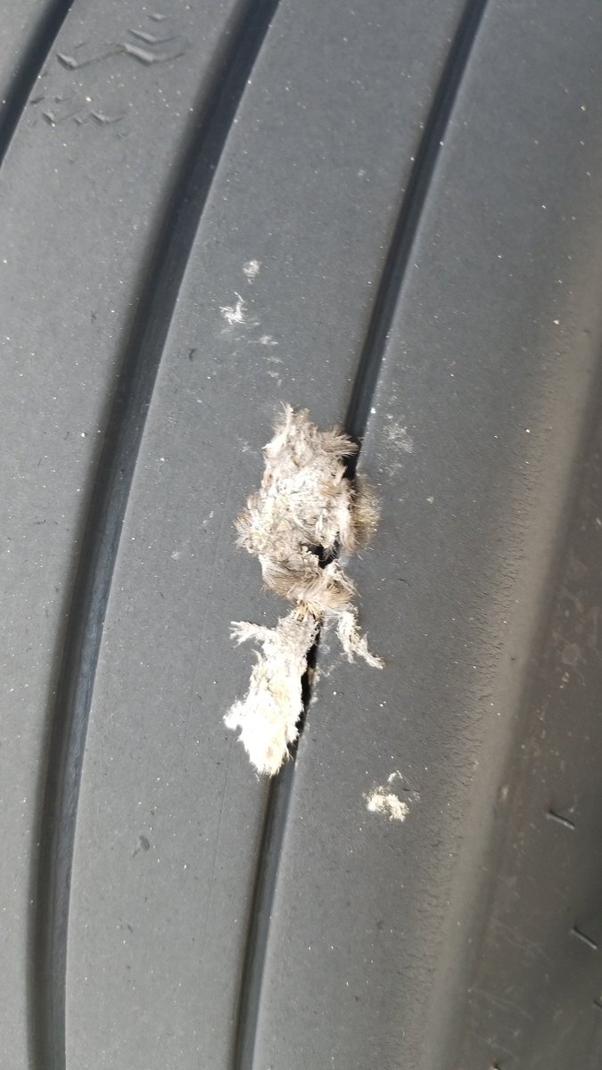 GuardianAngel02's tweet photo. Looks like we ran over a feathered critter. https://t.co/Samzo9jqqe
