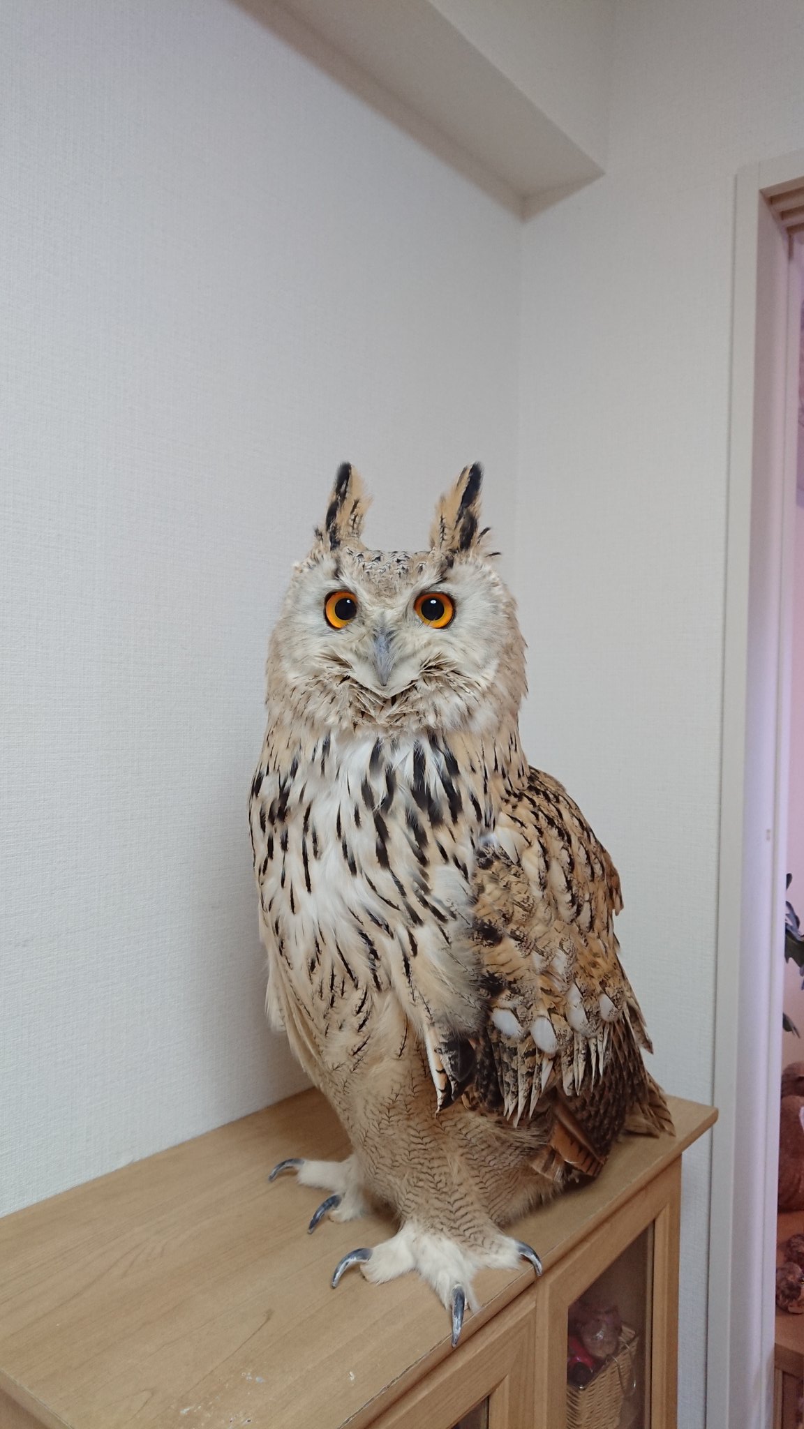 すず ちびフクロウ 大型 超大型 中型 小型 このサイズ感 艸 めいチャン まいチャン けいチャン ちいチャン ワシミミズク ユーラシアワシミミズク シベリアワシミミズク アメリカワシミミズク アフリカ ワシミミズク すず ちびフクロウ 大型 超大型 中型 小型 このサイズ感 艸 めいチャン まいチャン けいチャン ちいチャン ワシミミズク ユーラシアワシミミズク シベリアワシミミズク アメリカワシミミズク アフリカ ワシミミズク