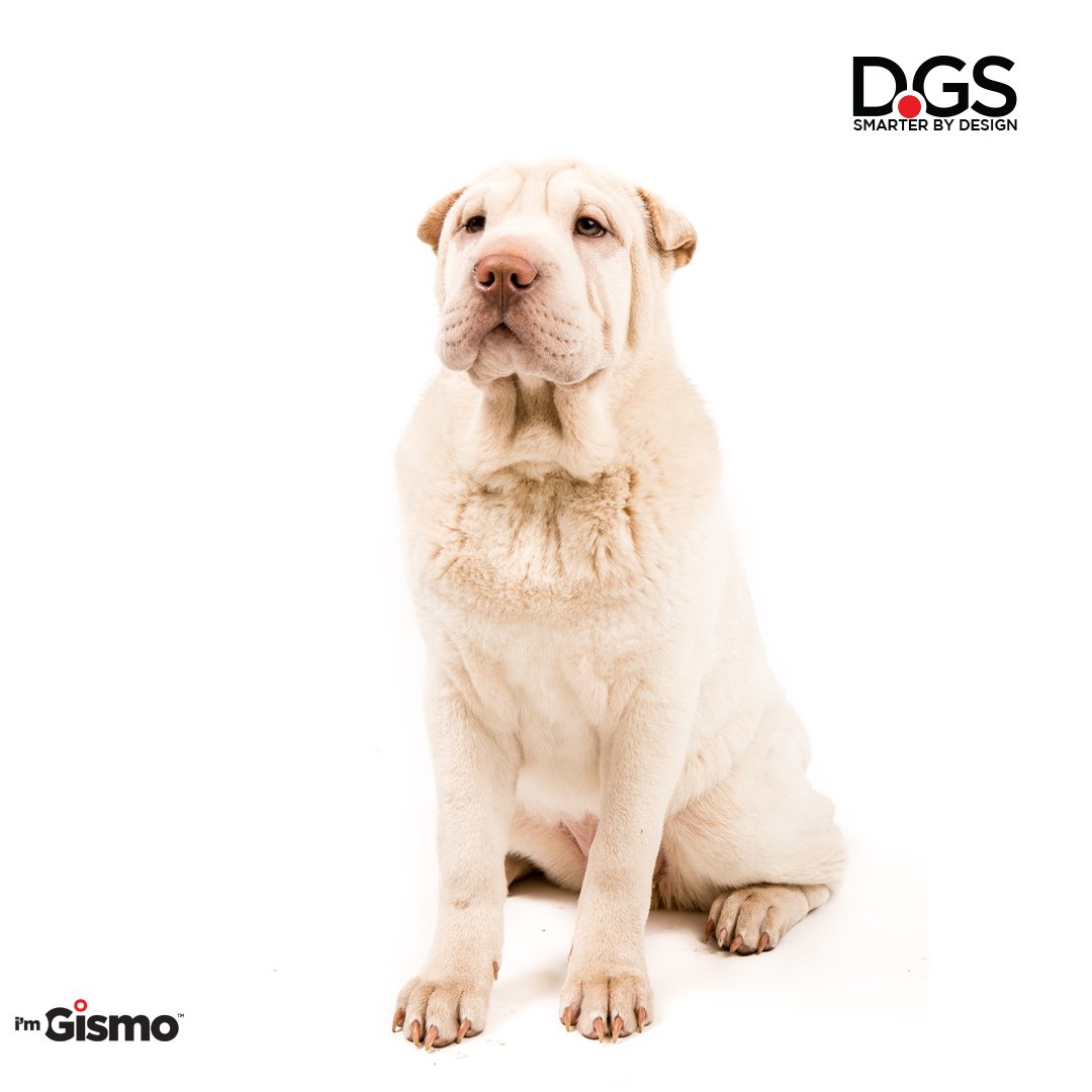 HelloImGismo's tweet photo. The look of your dog when he wants to go for a walk...time to get the keys and Gismo! https://t.co/hXl44VFm5z #imGismo #dogwalk #dogsofinstagram #doglovers #dogwalking #dogoftheday #pets #mascotas #perros https://t.co/dyAvGy45OZ