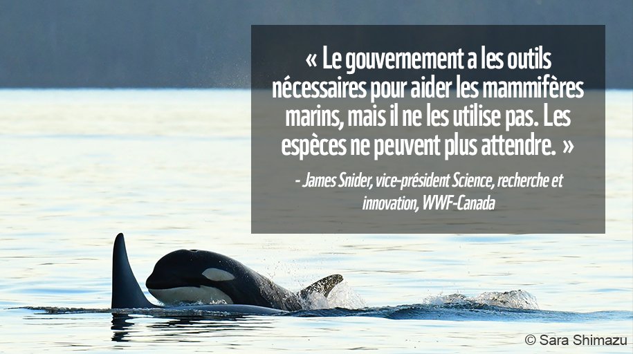 WWFCanadaFR's tweet photo. Selon la commissaire à l’environnement et au DD, le gouvernement n'a pas bien appliqué les politiques et outils dont il dispose pour gérer les menaces posées par les navires sur les mammifères marins. Et nous sommes d'accord. #PlusdeConservation https://t.co/vdV2o6CFXH