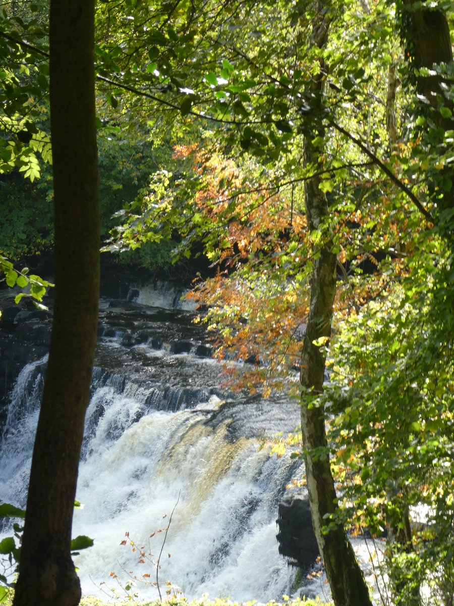 CentralCounties's tweet photo. Aysgarth Falls#Yorkshire#autumn colours https://t.co/JMg9bDc3yu