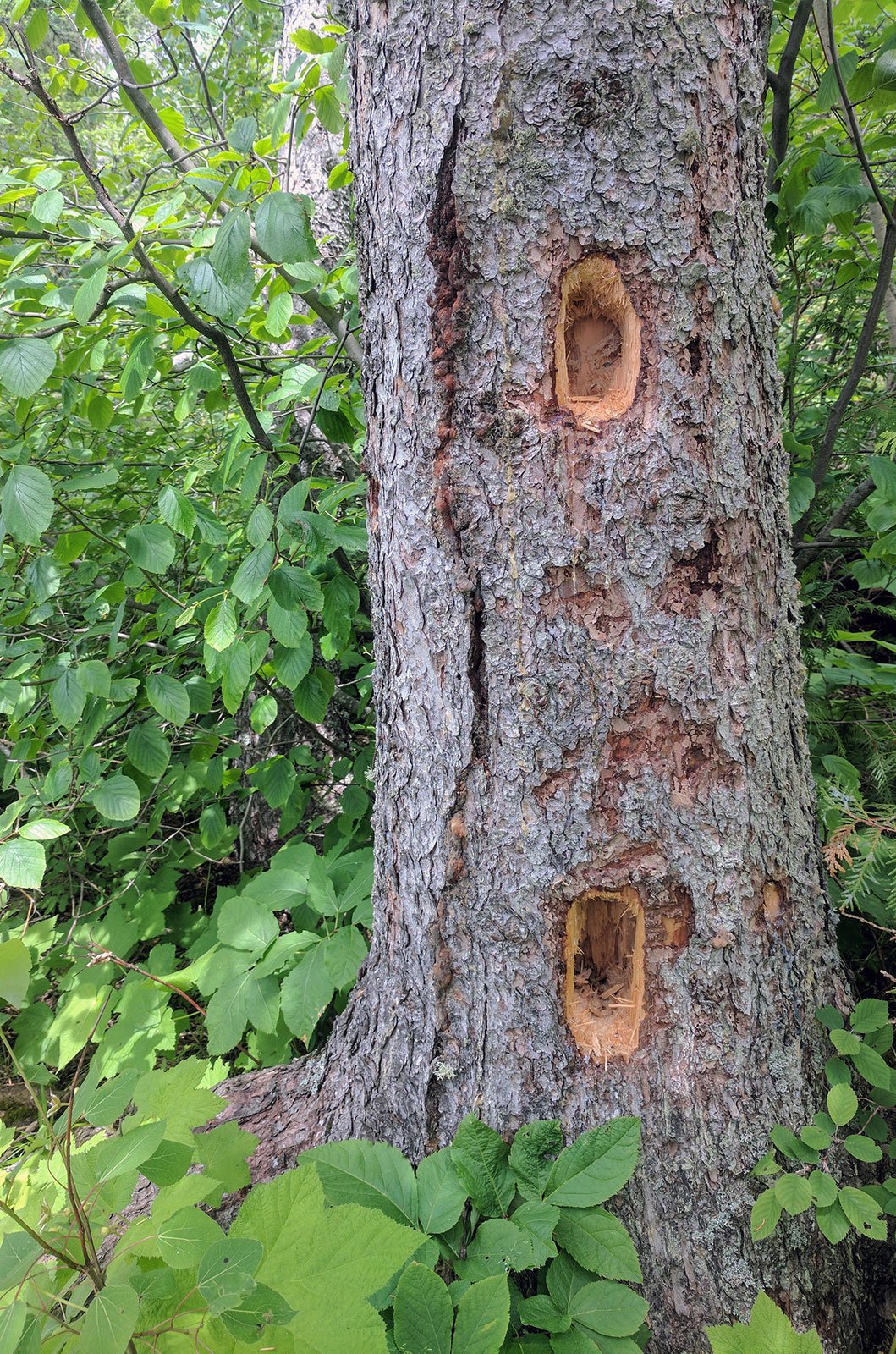 USFWS Midwest Region on Twitter: "Pileated woodpeckers are known to