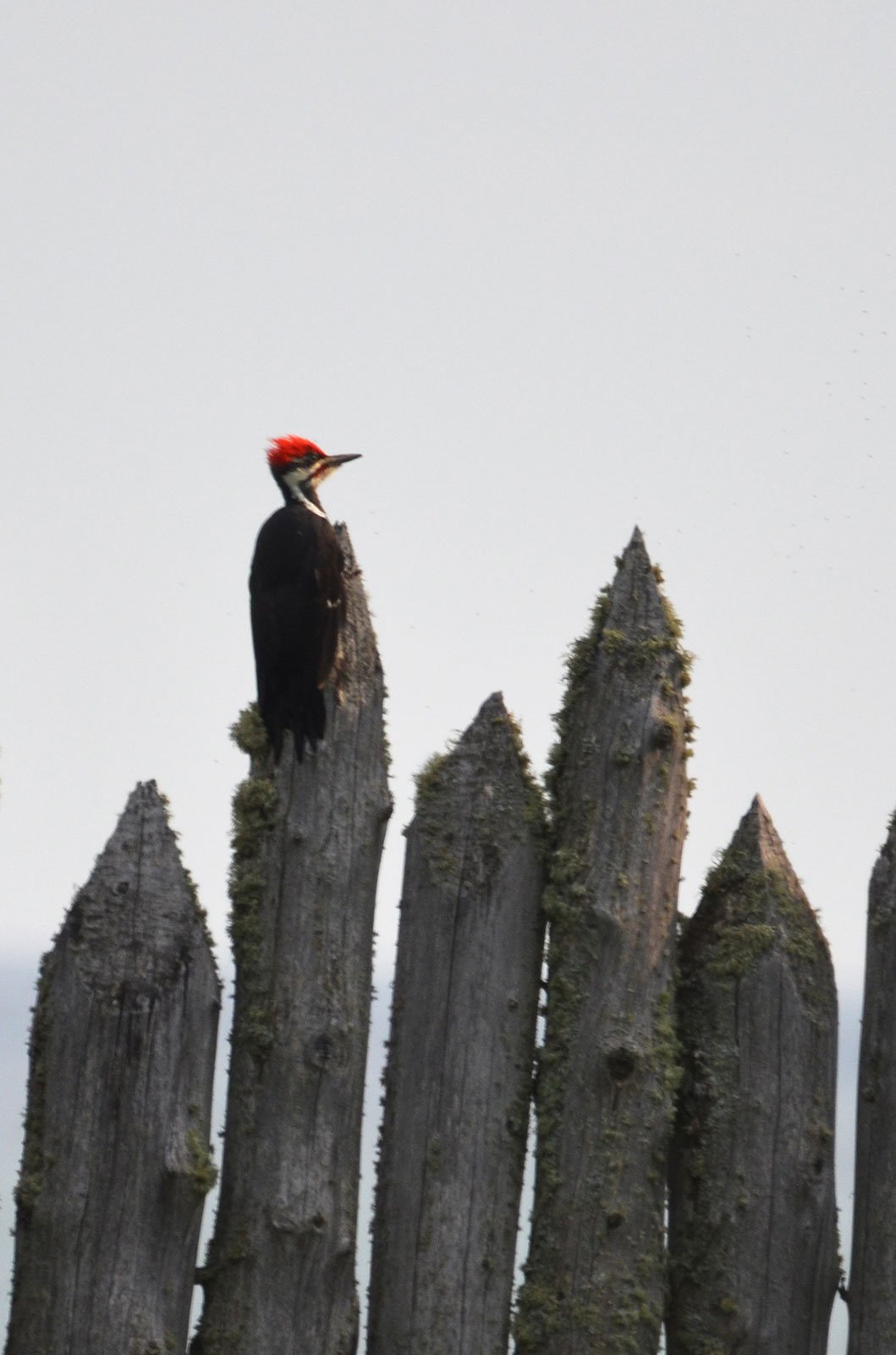 USFWS Midwest Region on Twitter: "Pileated woodpeckers are known to