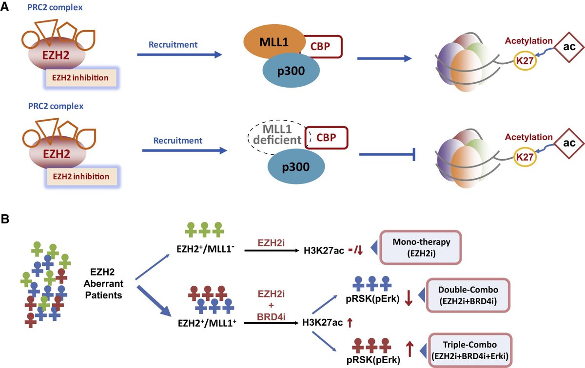 mmw_lmw's tweet photo. Targeting #Epigenetic_CrossTalk |A Therapeutic Strategy for Solid Tumors involving EZH2 aberration | Meiyu Geng #CAS_Shanghai @CellCellPress https://t.co/ucEDG0Xunk | #Sept_ReCap https://t.co/cb0RH0nPrJ