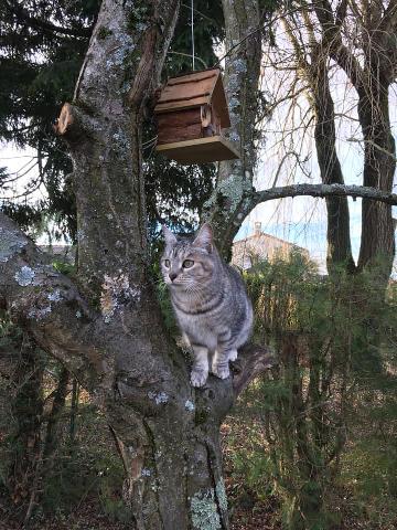 Alerte Animaux Perdu On Twitter Perdu Chat Tigre Gris