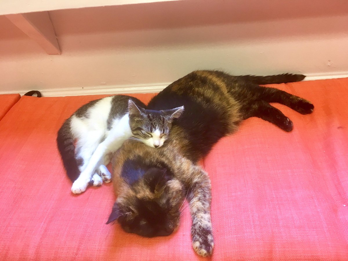 MewHaven's tweet image. It’s official! Valentina is the most comfortable #catpillow at #MewHaven. Catch more #catcuddle moments and book your tickets: mewhavencatcafe.com/book.html