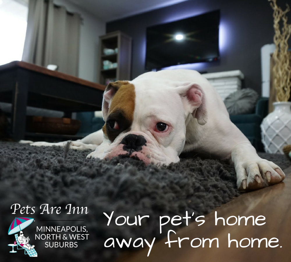 PetsRInn's tweet photo. No cages. No stress.
Your pet gets to enjoy their stay with a pre-screened & animal-loving home based on their personality & needs!
πΆπ±β‘ https://t.co/l4U6AQgJqY
#home #furbaby #furmom #doglover #dogmom #catlover #catmom #mpls #catsofmsp #dogsofmsp #minneapolis #mnnice https://t.co/Ny1XB0fYom