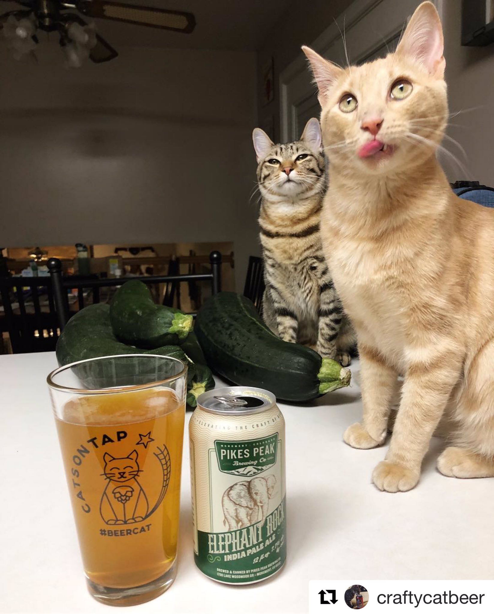 Beer Cats on Twitter "The beercat look of approval 📷 IG craftycatbeer
