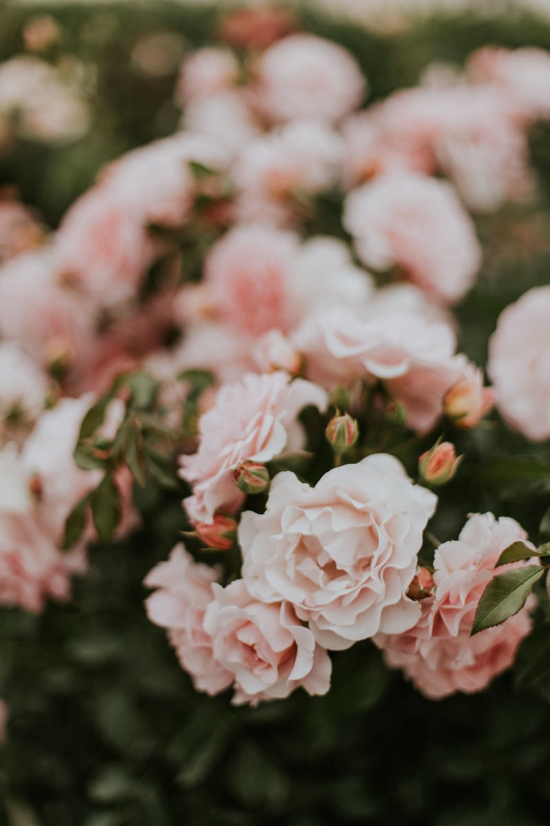 Stop to smell the roses! Take some time out for yourself, smell the roses, enjoy the sunshine, breathe! Do you ever find that if you slow down a bit you can actually get more done?
#slowdown #smelltheroses  #moneyskills #yourlifeandmoneymattes Photo by Daiga Ellaby on Unsplash