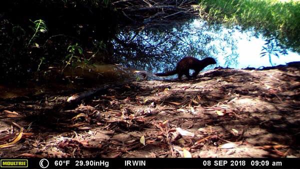 Laguna restoration working! Irwin Creek wildlife cams show more numbers and diversity of wildlife. #lagunarestore