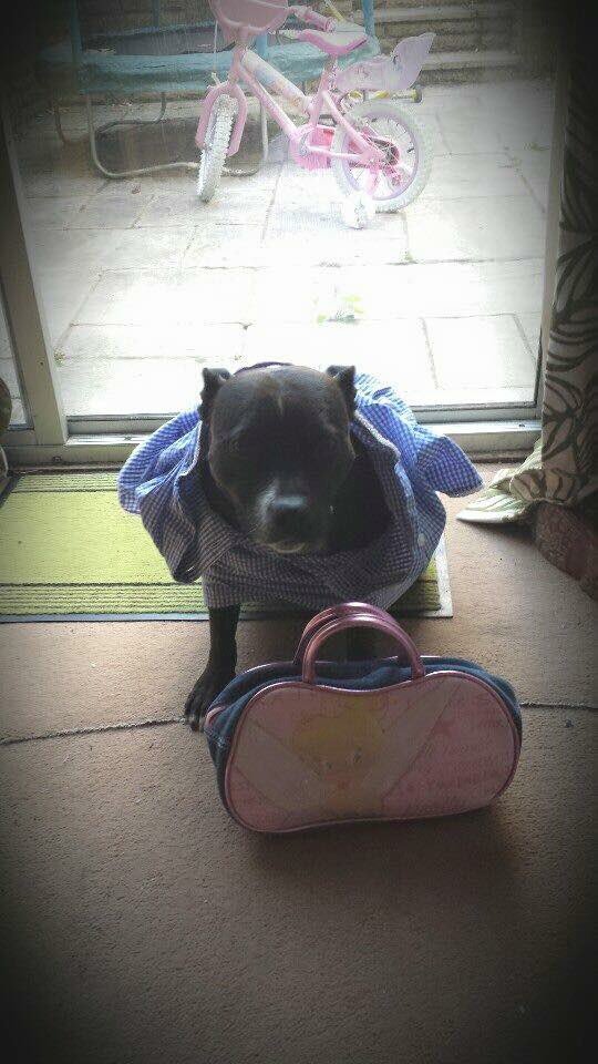 Millie Moo - Ruff School Day. Raising money for <a href="/TheWallich/">The Wallich | A homelessness charity in Wales</a>.  <a href="/spindogs/">Spindogs</a> will donate £1 to help tackle #homelessness for every dog pic you share. Don’t forget the dog tag #spindogtober