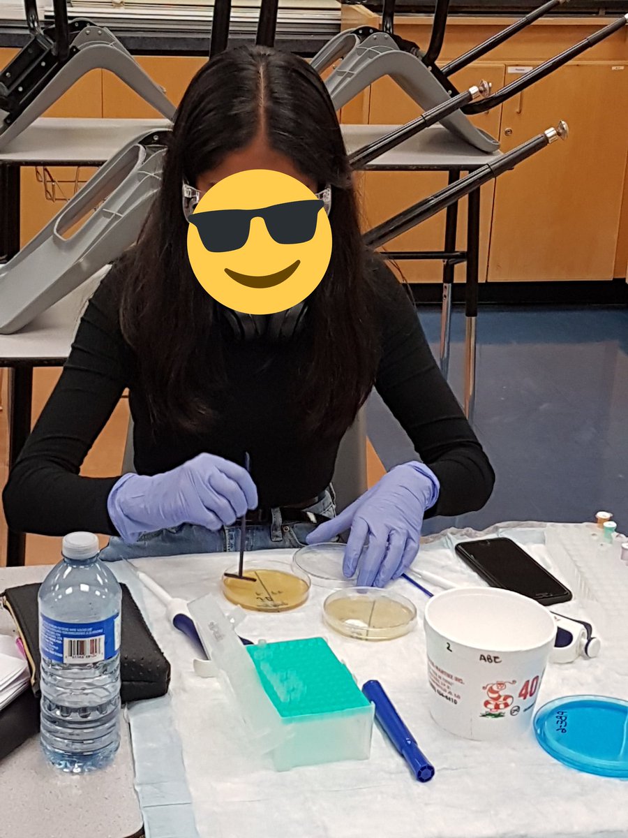 ms_pham_science's tweet photo. Transforming bacteria today @TDSB_Kipling @kootarm @ABEUTM1 @han85_han https://t.co/fCKxQnARjT