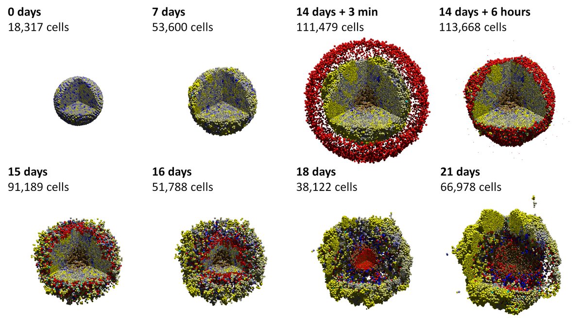 MathCancer's tweet image. #PhysiCell 1.4.1 is released! Mostly minor bugfixes, but also improved @MultiCellDS XML outputs that simplify loading data in Matlab. 

Download: sourceforge.net/projects/physi…
Alt: github.com/MathCancer/Phy… 
Reference: journals.plos.org/ploscompbiol/a…