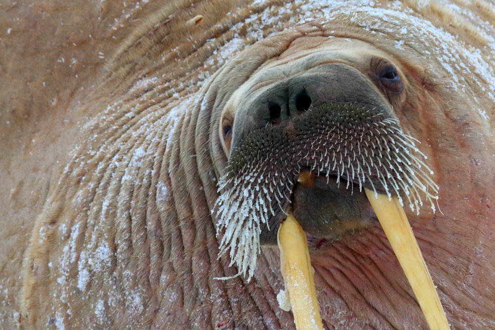Oceana The Walrus Is One Of The Most Charismatic Species Of The Arctic Ocean And Adjacent Seas Noted For The Very Large Size Of Its Ivory Tusks These Marine Mammals