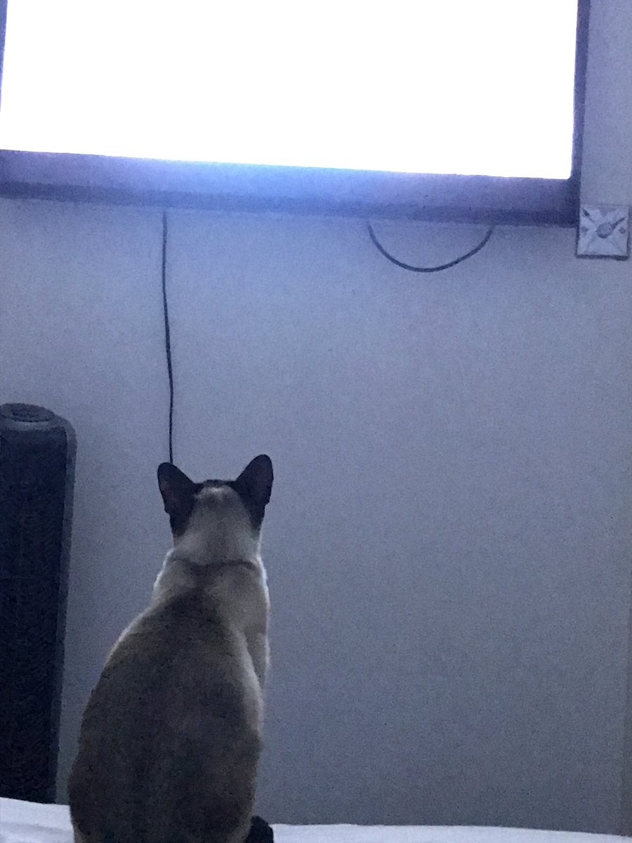 iLuvmPR's tweet photo. Even the cat loves the Circle #circle #tv #siamese #cat https://t.co/i6rOdZmxly