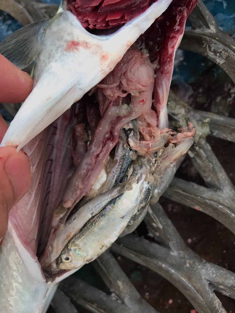 3枚組みのソロ釣り師 本牧1時間ちょっとの釣果 中サバ3セイゴ1豆アジイワシサッパ多数 サバの胃から小魚がたくさん出てきたので泳がせます