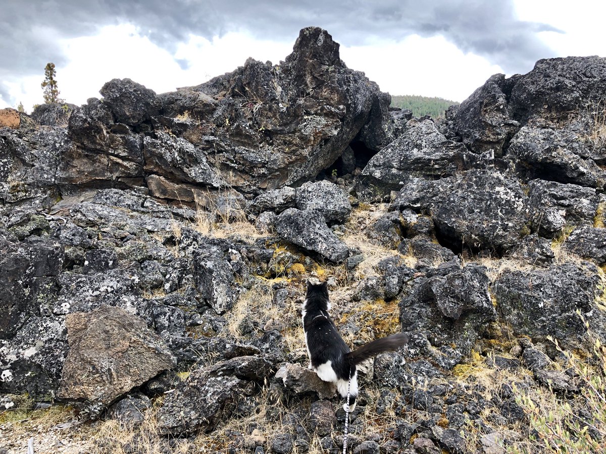 mavericktux's tweet photo. I got to explore some lava lands! ππΎπ
#lavabeds #lavabedsnationalmonument #california #roadtrip #vanlife #rvlife #acatslife #vancat #rvcat #rvkitty #adventurecat #travelcat #explorationcat #tuxedocat #mygreatcat #bestmeow #catmodel #catmeowdel #bloggingcat #catsofinstagram https://t.co/AXaT1sSGCR