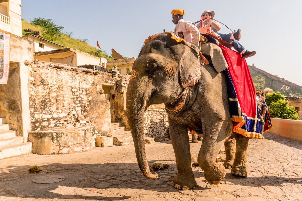 NOMADasaurus's tweet image. Travel is the best education. Learn about how to #travel responsibly &amp;amp; know what is wrong when it comes to situations, especially animal welfare. #refusetoride elephants &amp;amp; educate people why they should refuse too. @TreadRightOrg @TrafalgarTalk #simplytrafalgar #maketravelmatter