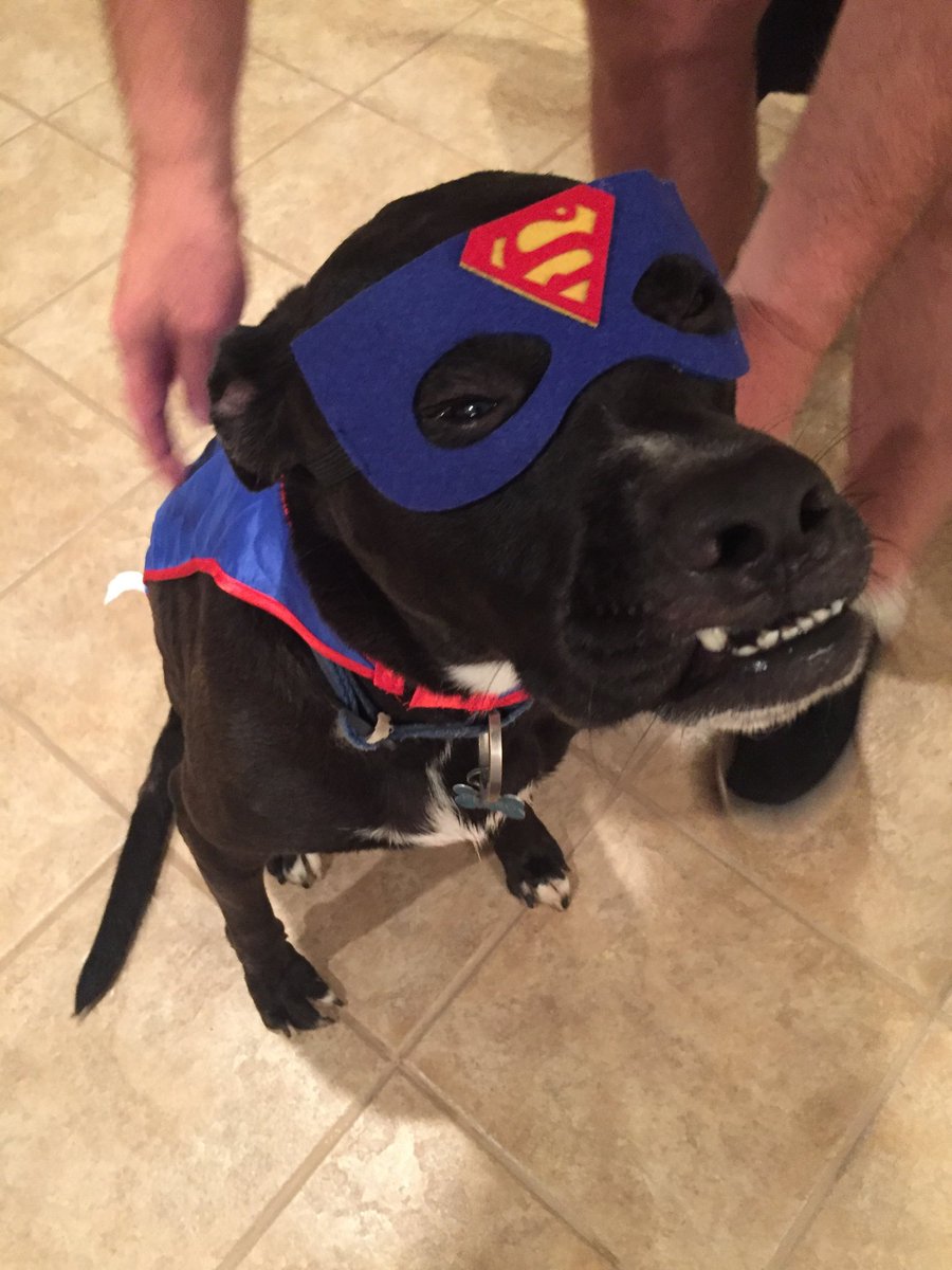 PrestonCooperJr's tweet photo. Pedro (named after San Pedro St the street we found him on as a puppy) trying out his 1st Halloween costume 🎃😆 #dogsoftwitter #petsitting #DogLover #LitecoinFam #petsitter https://t.co/5kB0ptDlW8