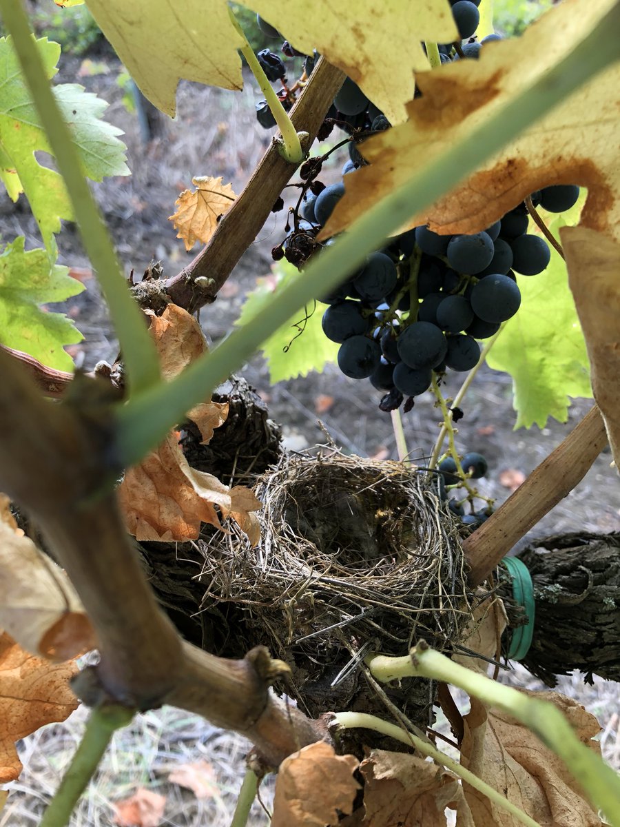 ditomasowine's tweet photo. Wow! Amazing harvest in #Montefalco!! Can’t wait to taste the new #Sagrantino. https://t.co/nkUDYfYqFQ