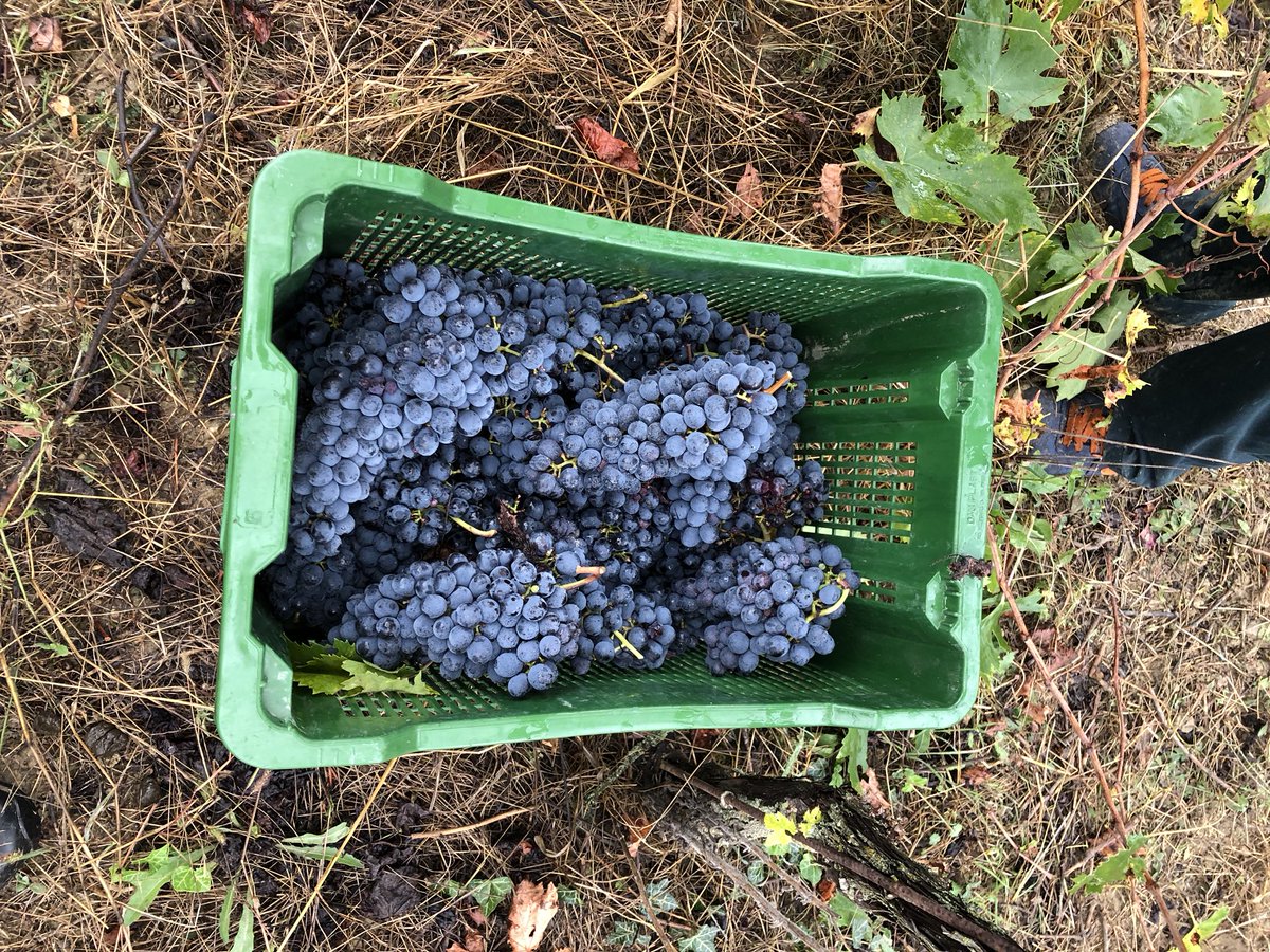 ditomasowine's tweet photo. Wow! Amazing harvest in #Montefalco!! Can’t wait to taste the new #Sagrantino. https://t.co/nkUDYfYqFQ