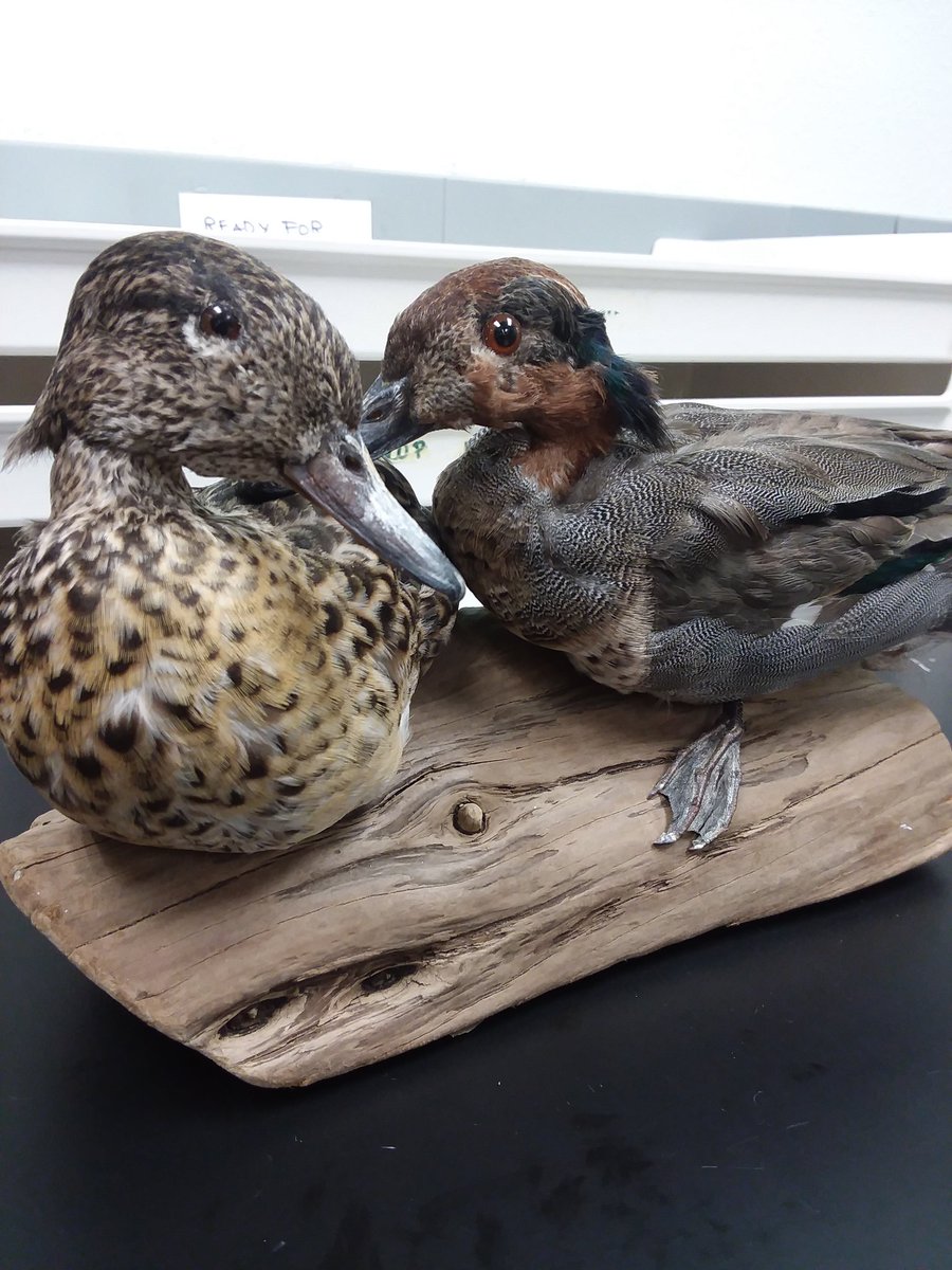 UrbanBirdNerd's tweet photo. Is Taxidermy Tuesday a thing? This green-winged teal mount was the first mount I made while working in the @UNCOBio museum of natural history! #taxidermytuesday #museumofnaturalhistory #ornithology #sciencebabe https://t.co/P6TZiynxyn