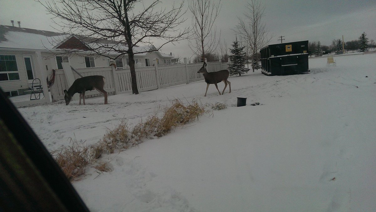 FinalVinylInc's tweet photo. Snow on the ground and we still install #vinylfencing #4seasons  #calgaryvinylfences https://t.co/lJWKqpuwHA