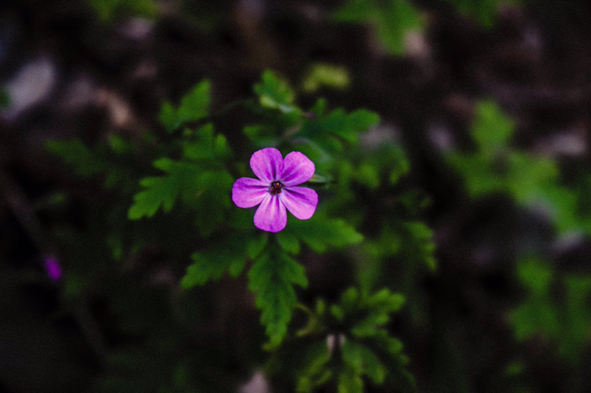 VFFPhotography's tweet photo. #vividphotography #naturelovers #NaturePhotography #flowers #summerphotography #photographyisart #coloredit #UpstateNY #outdoorphotography #aspiringphotographer https://t.co/CE250QNA7J