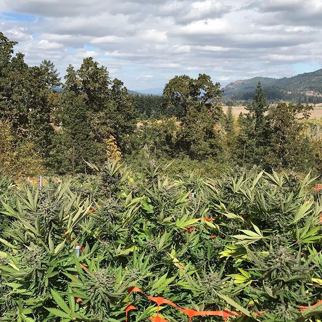 Not a bad view on a farm tour today! These gorgeous ladies are ready to come down and make many people very happy! #cannabiscommunity #oregongrown #oregonweed #legalweed #harvest ift.tt/2P6Fzjt