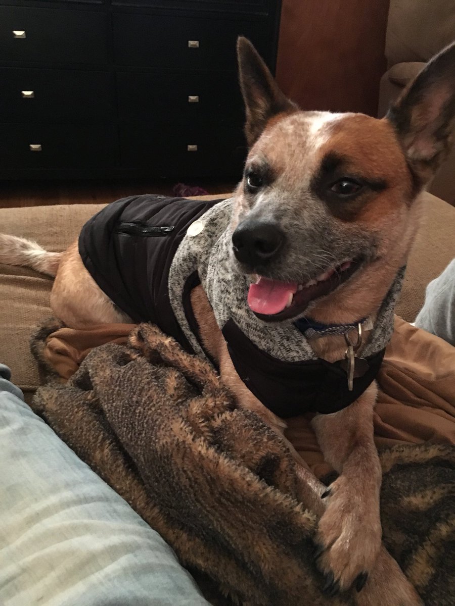 cnokes12's tweet photo. I don’t really post THAT many pictures of Rue on social media ever but... come on... she’s a model https://t.co/qxasGcF5ot