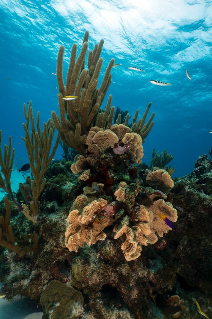 SeaflowerCCO's tweet photo. La #ExpediciónSeaflower2018 arrancó con todo para seguir generando conocimiento sobre nuestra Reserva de Biosfera! Estas son algunas de las increíbles imágenes del primer turno 🏝️🛳️🐢🐠🐚@ArmadaColombia @ccoceano @coralina_sai @GobernacionSai @Dimarcolombia @Colciencias https://t.co/1ttXunk1P8