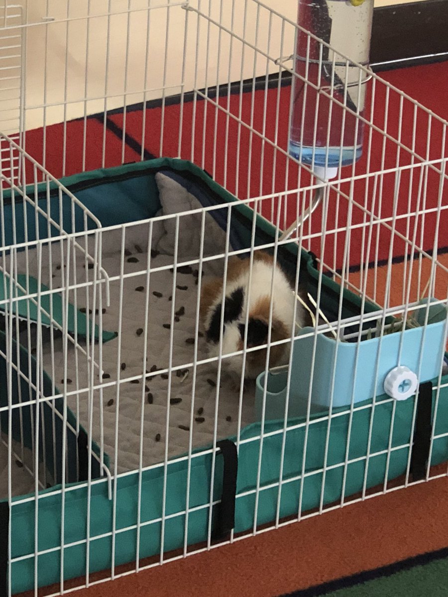 4Overlook's tweet photo. We had some visitors today, while the fifth grade teacher was away! They came out during our IRA! (Didnโt mean to make that rhyme!) #PigSitting @OverlookES https://t.co/TY5mNfkihV
