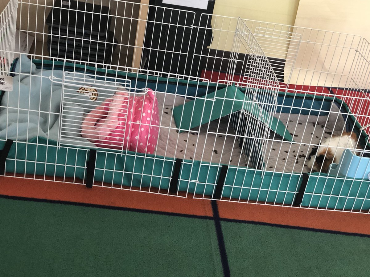4Overlook's tweet photo. We had some visitors today, while the fifth grade teacher was away! They came out during our IRA! (Didnโt mean to make that rhyme!) #PigSitting @OverlookES https://t.co/TY5mNfkihV