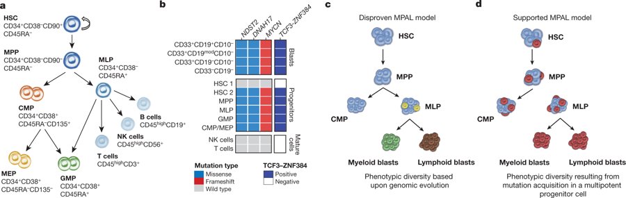 mmw_lmw's tweet photo. Mixed_Phenotype_Acute_Leukaemia | Genetic basis and cellular origins | Two principal T/Meyloid and B/Myeloid| Charles_Mullighan @StJude @Nature https://t.co/lKLJe0PpvW | #Sept_ReCap https://t.co/UMPpBMx1l6