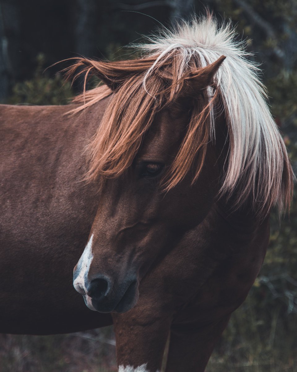 static_vin's tweet image. Assateague Island is checked off the bucket list.