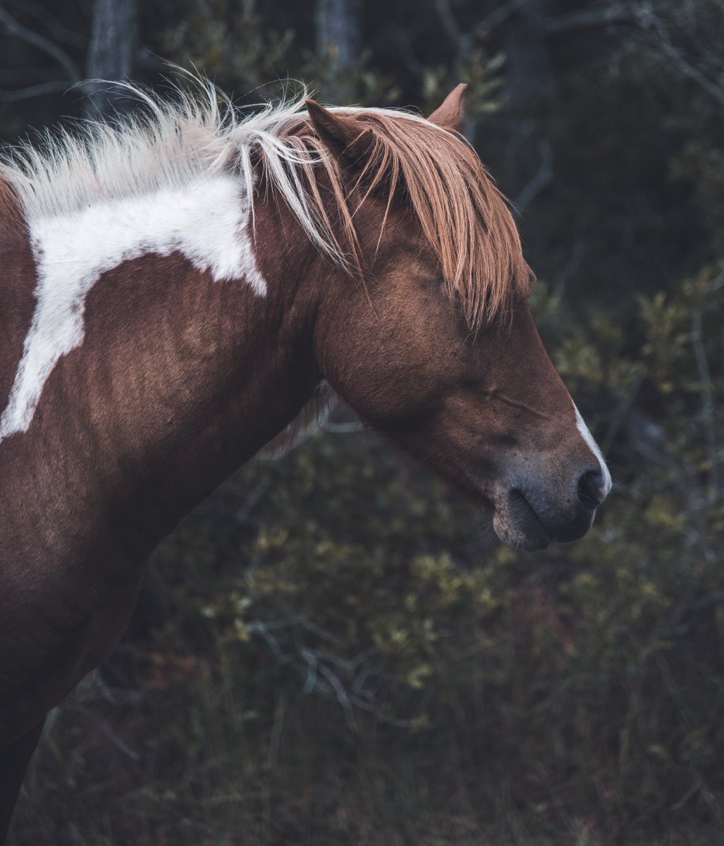 static_vin's tweet image. Assateague Island is checked off the bucket list.