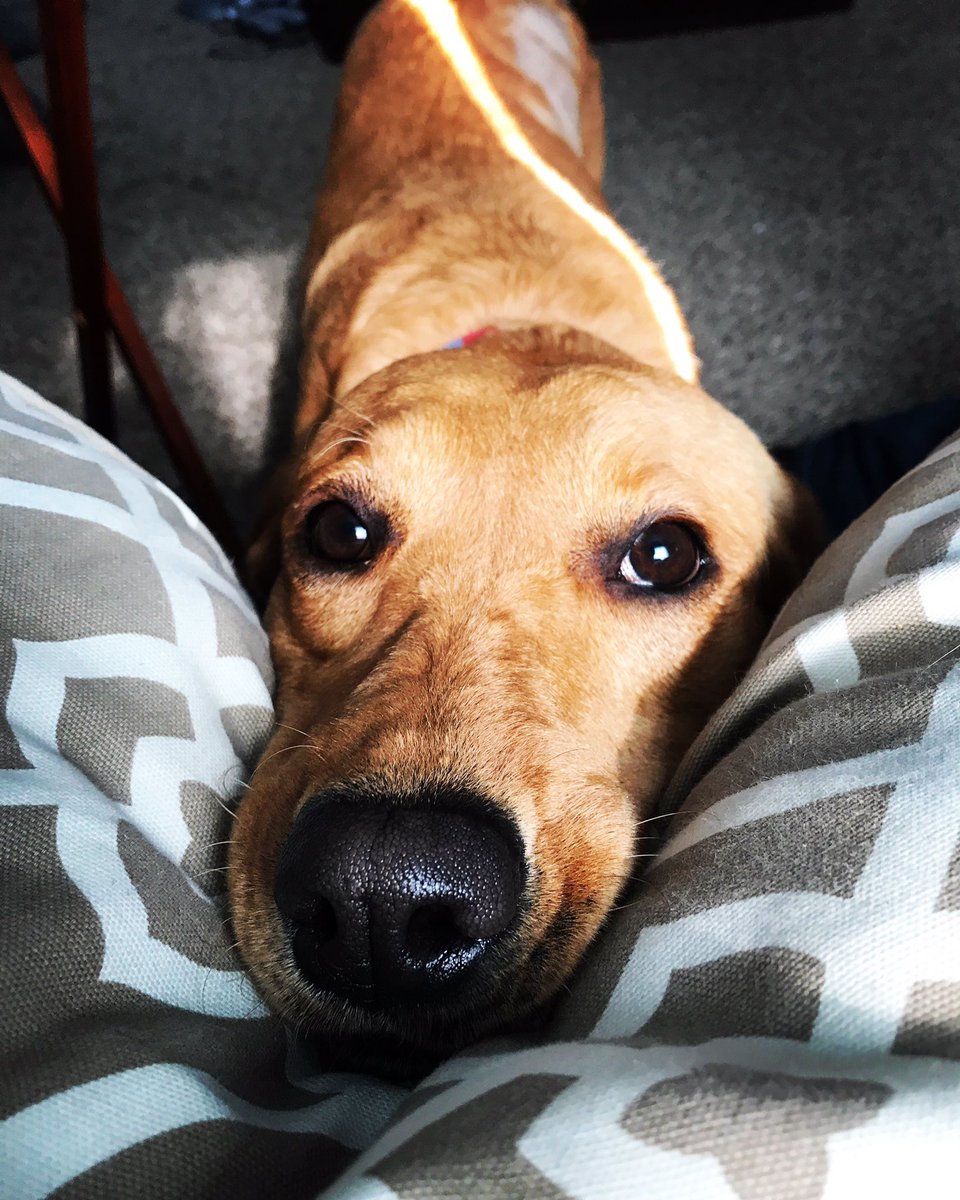 AdrianStuhr's tweet photo. @EmilyWarden1 Agreed!!! I mean...look at that face https://t.co/QI3xumq8Z8