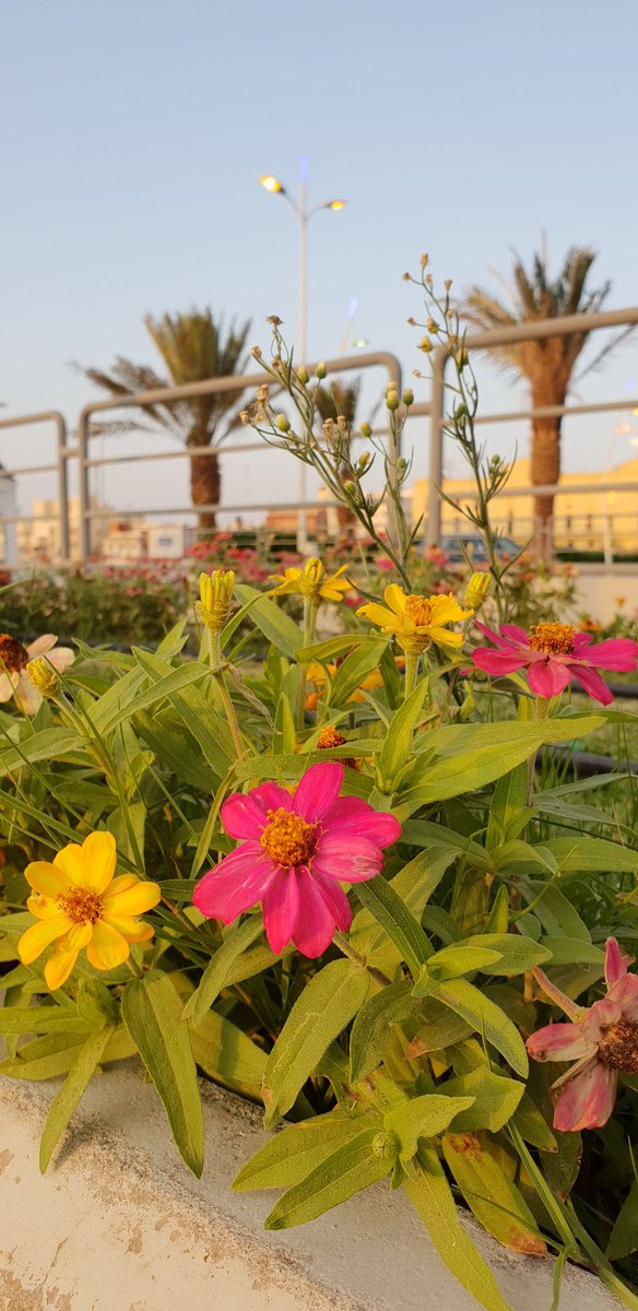 moad_sarhan's tweet image. #ورينا_تصويرك_بالجوال