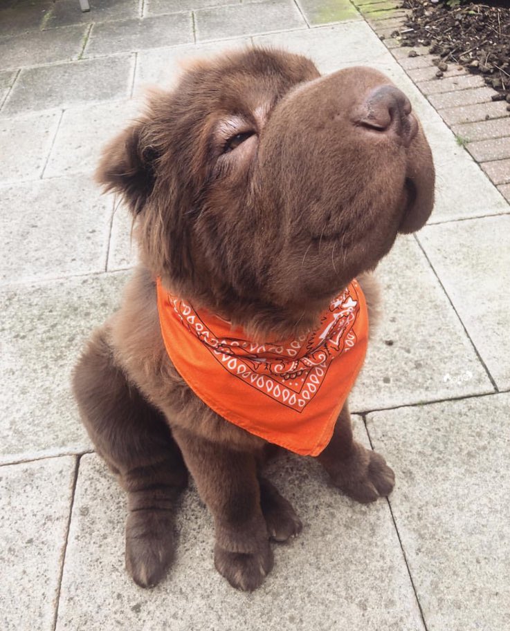 dog_rates's tweet image. Meet Bruno. He saved up his allowance to get this new bandana. Hoping it makes his eyes pop. 12/10 absolutely enchanting as h*ck
