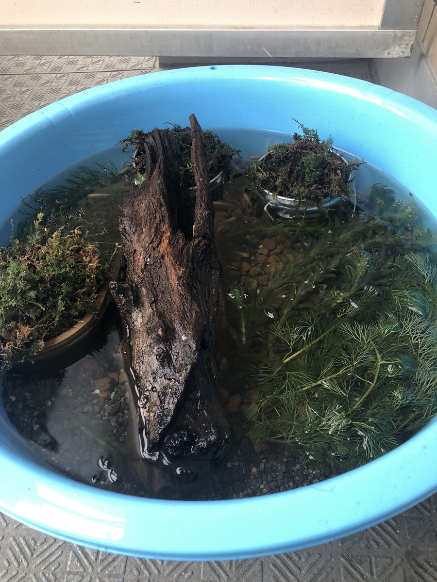 KobutuS's tweet photo. ベランダの片隅に癒しを求めてメダカ飼育なるものを始めてみ��が、水草、流木を配置するセンスが無いため癒されない。。。

#メダカ飼育 https://t.co/UIn8uEzE1Y
