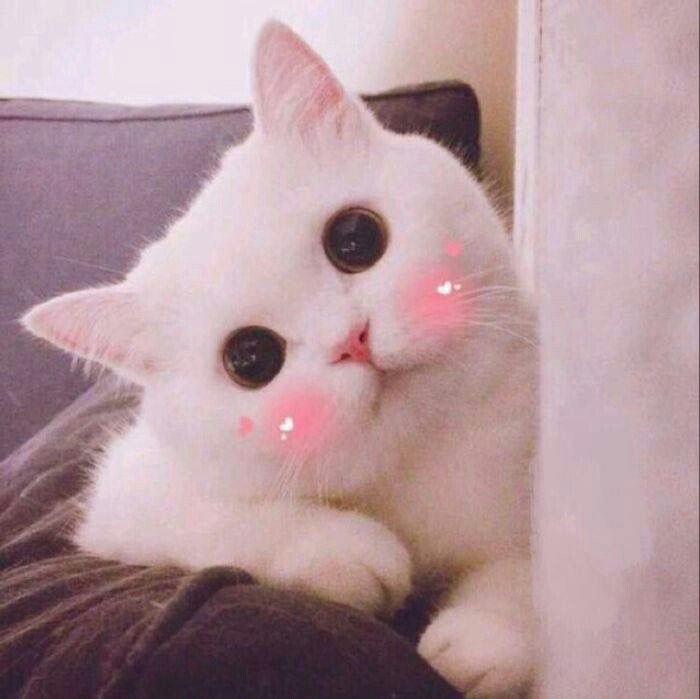 Gambar Kucing Aesthetic Lucu