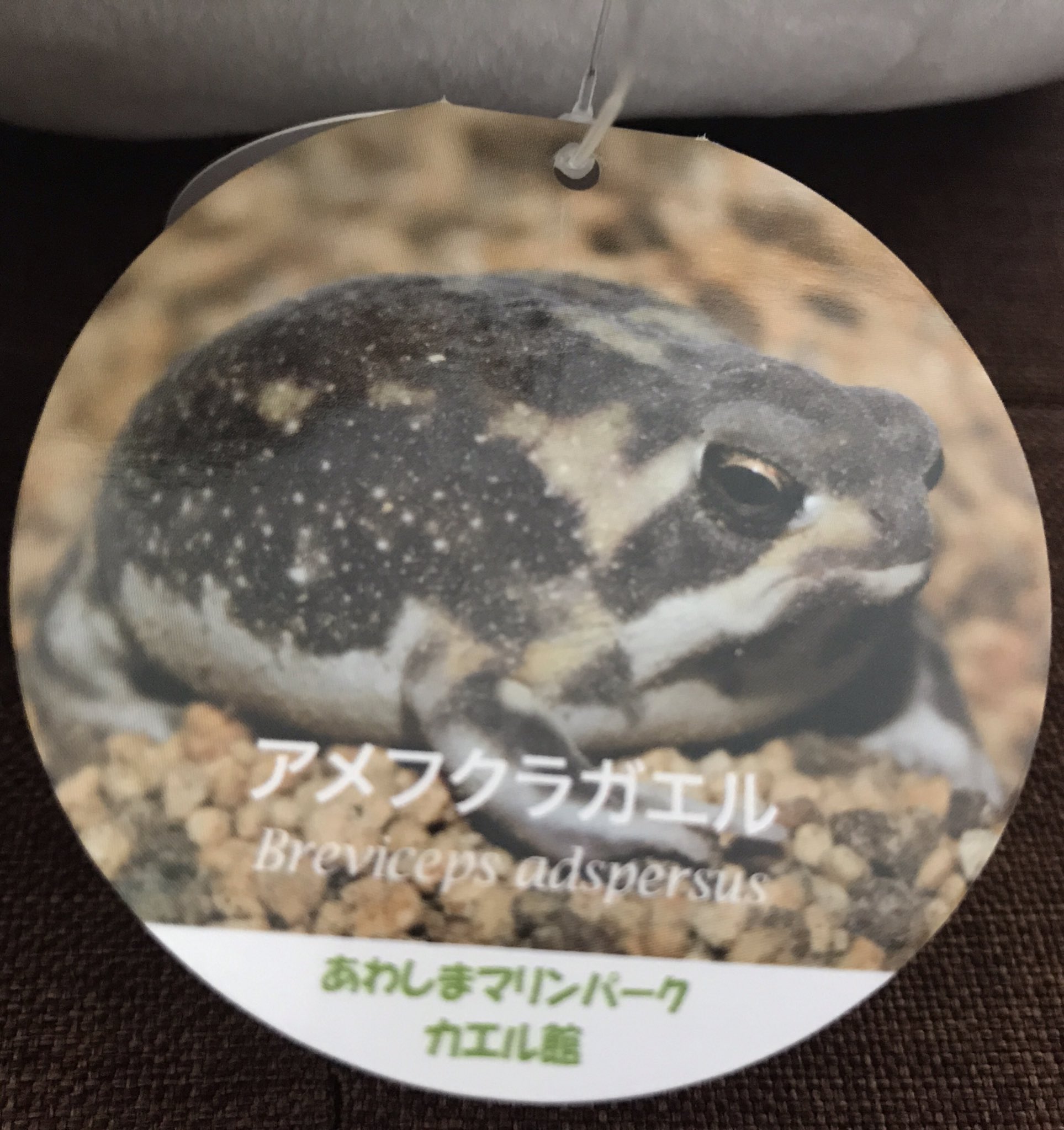 O Xrhsths もか またり Sto Twitter 宅配便が来た 今日は何も届かないはずって思って受け取ったら アメフクラガエルでした 淡島マリンパーク カエル館のクラウドファウンディングのリターン品でした T Co Azfsfvyl7e Twitter